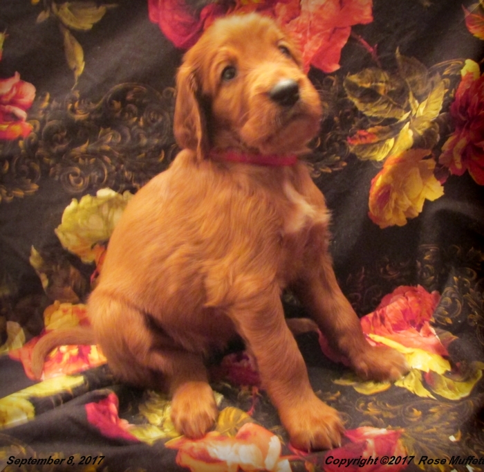 Tina's Puppies