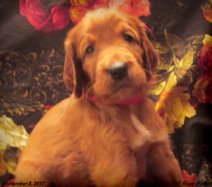 Tina's Puppies