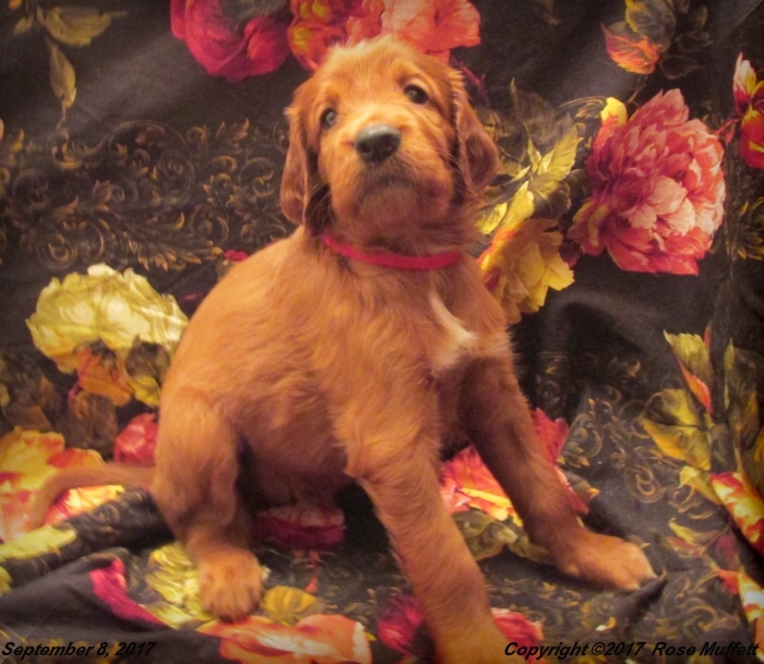 Tina's Puppies