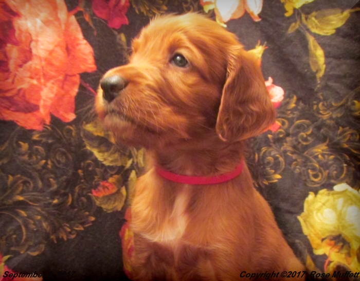 Tina's Puppies