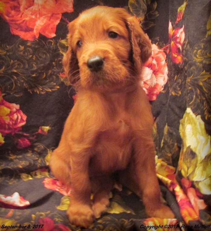 Tina's Puppies