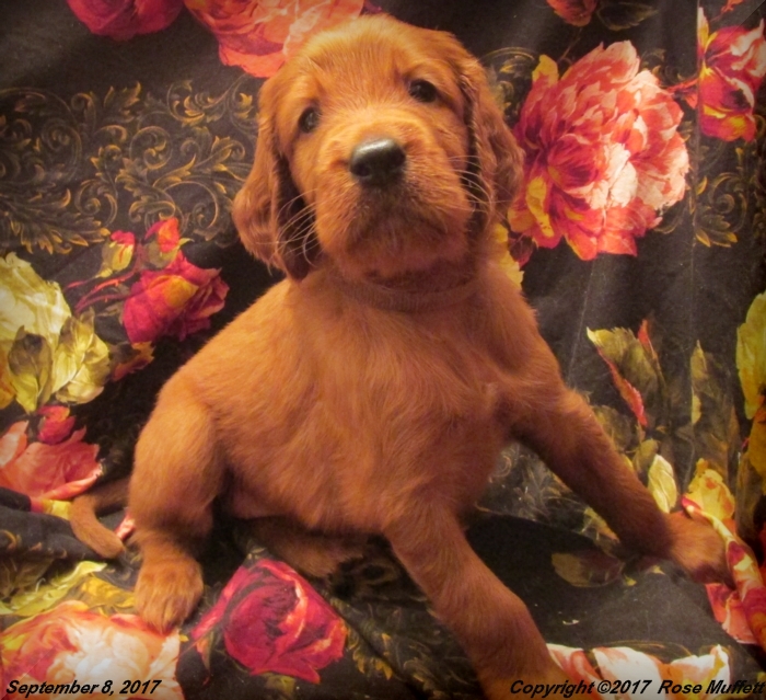 Tina's Puppies