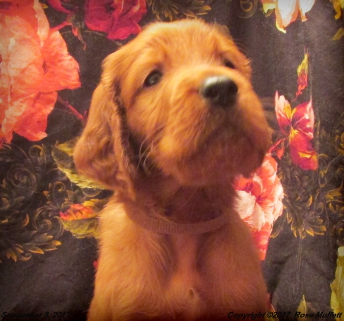 Tina's Puppies