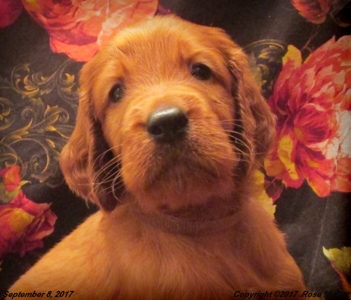 Tina's Puppies