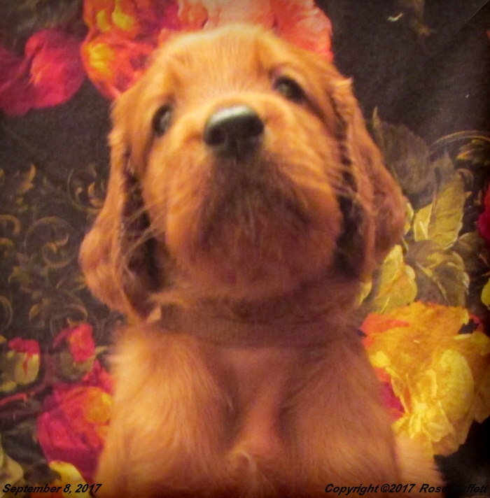 Tina's Puppies