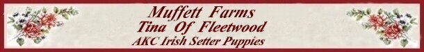 Banner for Irish Setter Puppies
