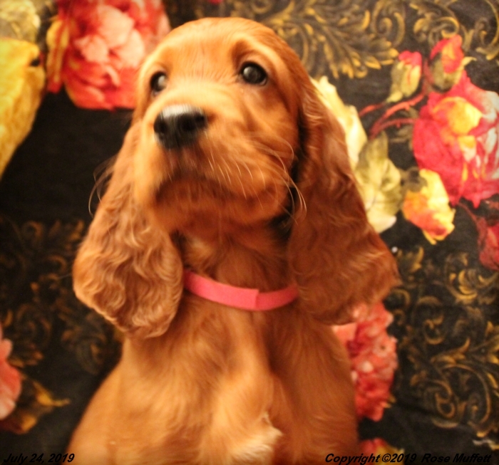 Tina's Puppies