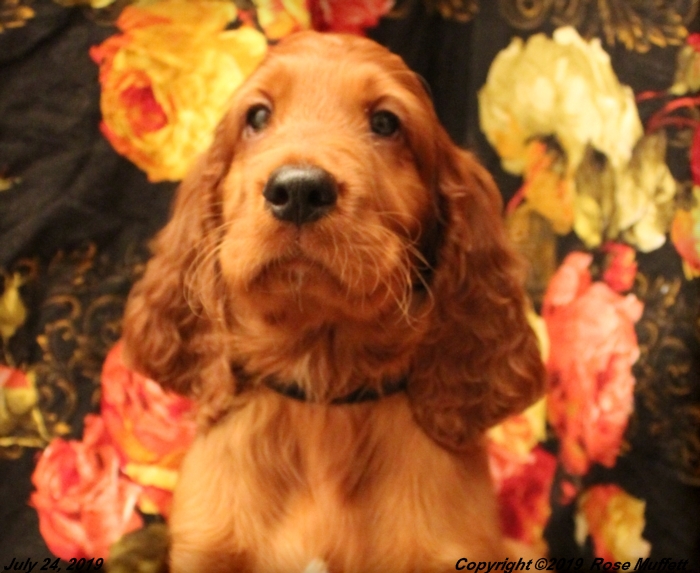 Tina's Puppies