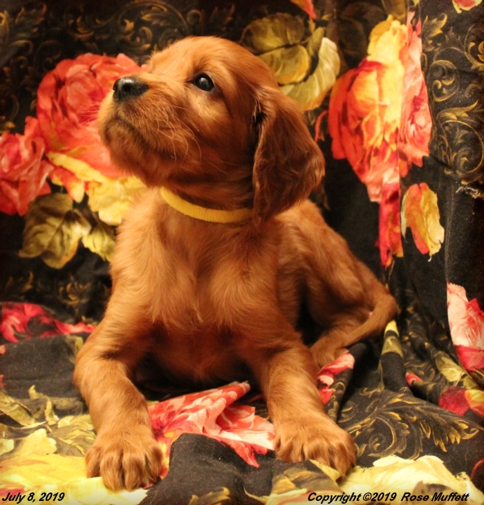 Tina's Puppies