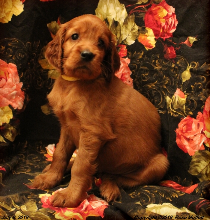 Tina's Puppies