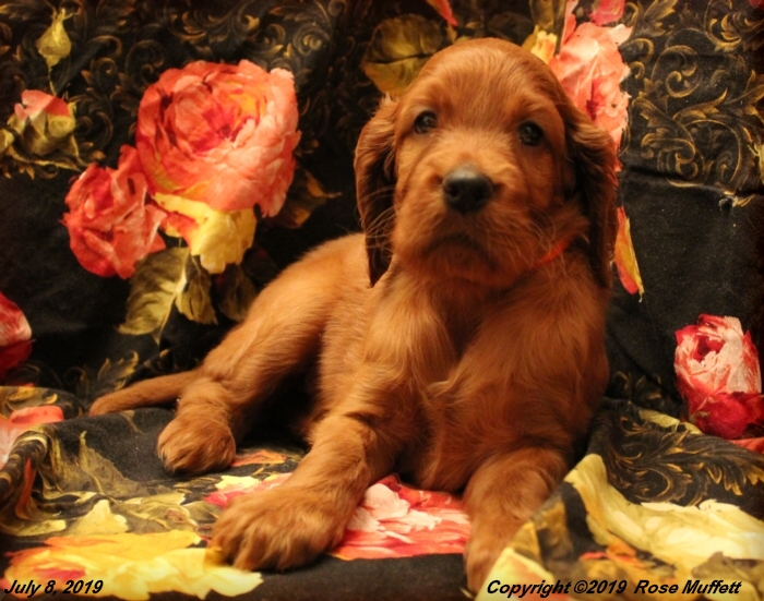 Tina's Puppies