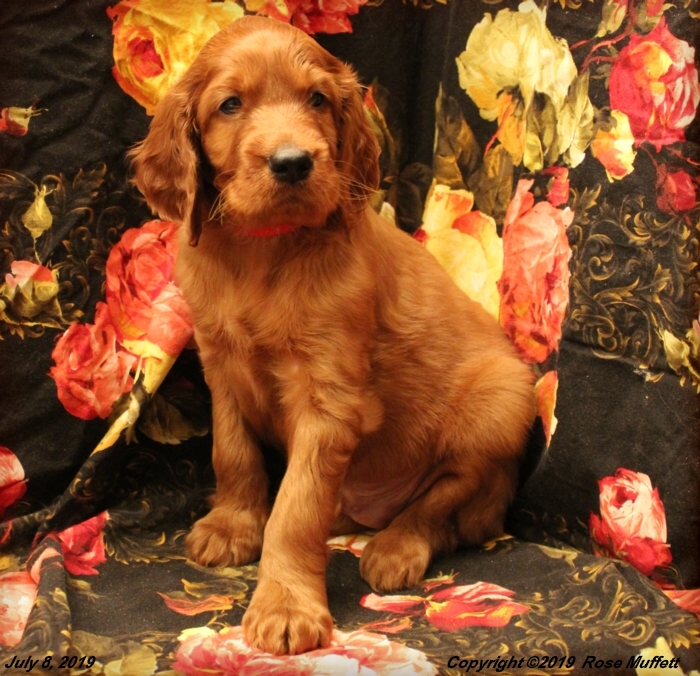 Tina's Puppies