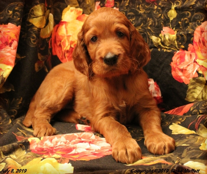 Tina's Puppies