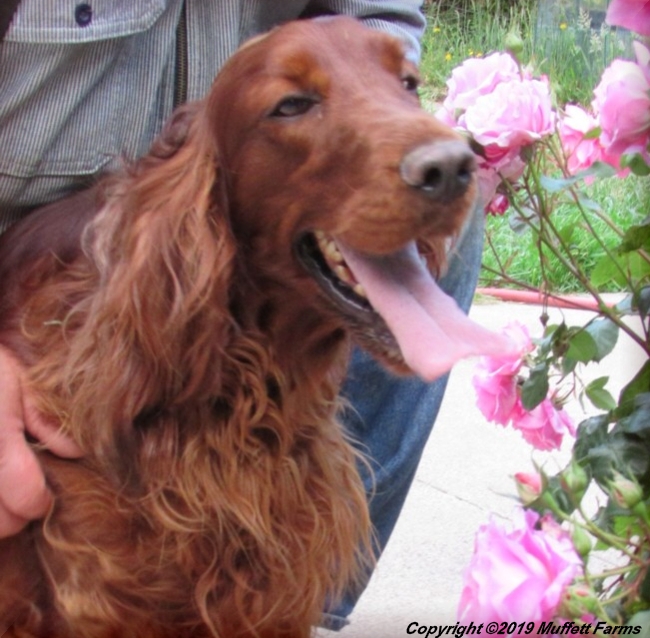 AKC Irish Setter Puppy For Sale